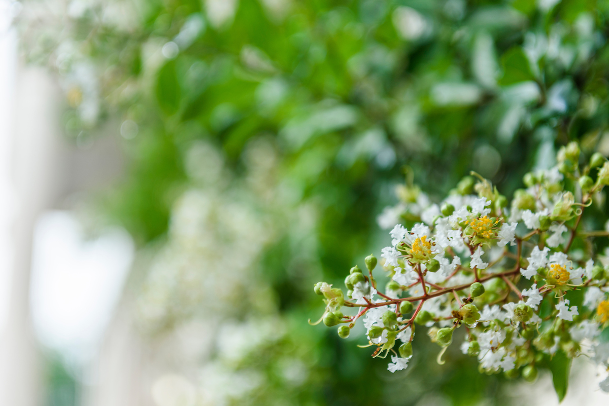 upclose flowers