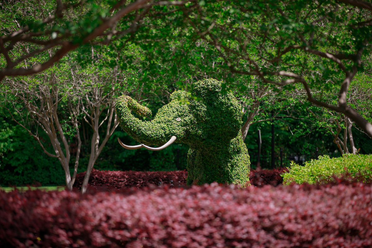 Greenery sculpted in the shape of an elephant stands in front of the Rose Administration building.