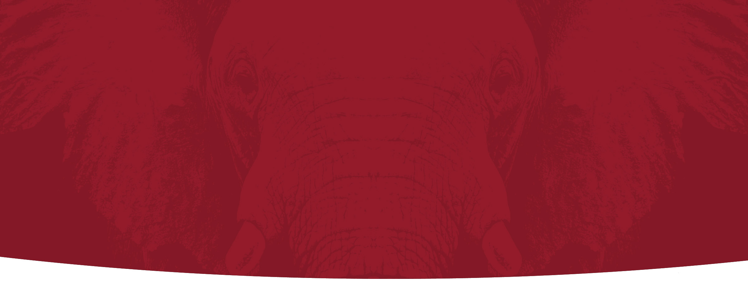 The face of an elephant in crimson.